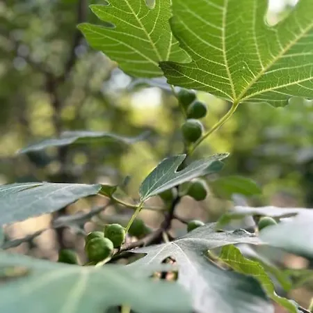 Appartement Elite Enclave